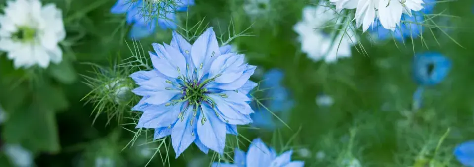 Černucha setá Náhled