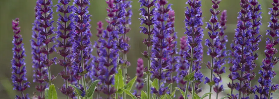 Šalvěj lékařská Náhled