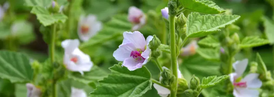 Proskurník lékařský Náhled