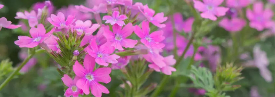 Sporýš, hybridy Náhled