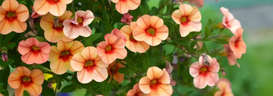 Kalibrachoa, hybridy Náhled