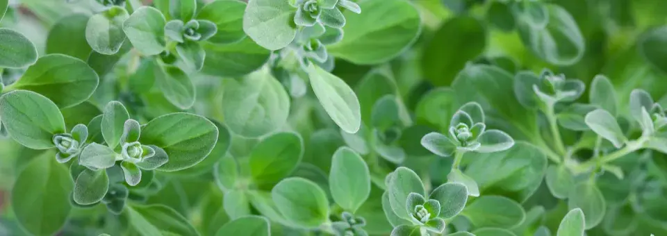 Majoránka zahradní Náhled