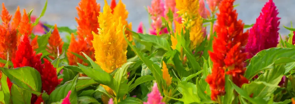 Nevadlec hřebenitý Náhled