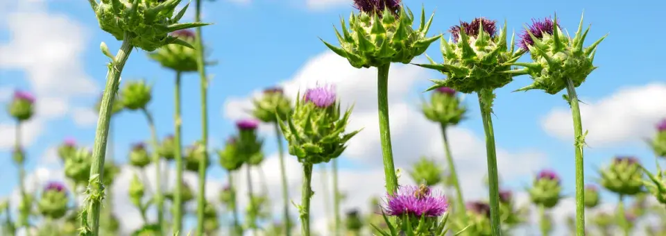 Ostropestřec mariánský Náhled