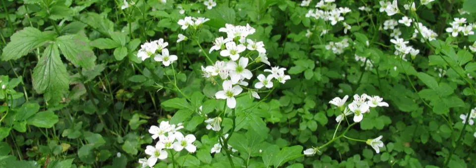 Potočnice lékařská Náhled