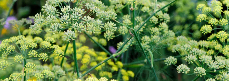 Fenykl obecný Náhled