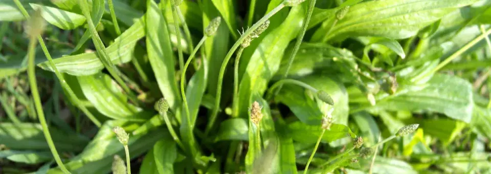 Jitrocel kopinatý Náhled