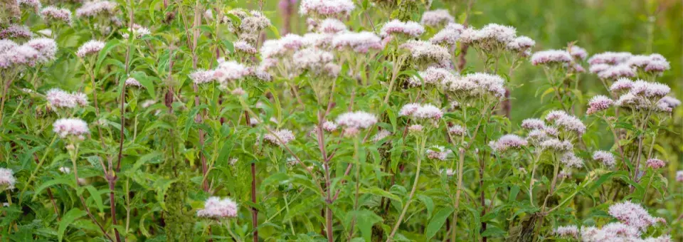 Kozlík lékařský Náhled