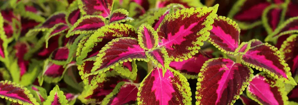 Africká kopřiva Náhled