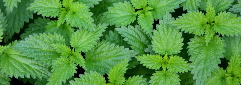 Kopřiva dvoudomá Náhled