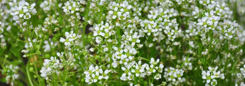 Lžičník lékařský Náhled