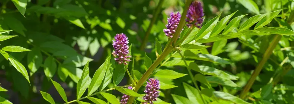 Lékořice lysá Náhled