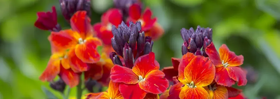 Chejr vonný Náhled