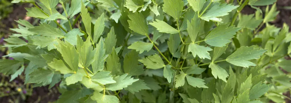 Libeček lékařský Náhled