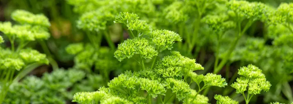 Petržel obecná Náhled