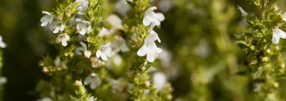 Saturejka horská Náhled