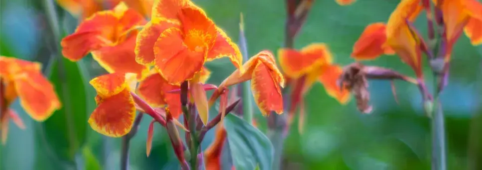 Dosna indická Náhled