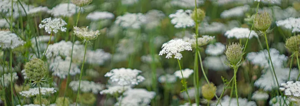 Kmín kořenný Náhled