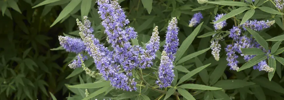 Drmek obecný Náhled