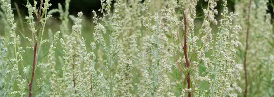 Pelyněk pravý Náhled