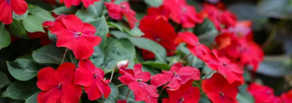 Netýkavka Wallerova Náhled