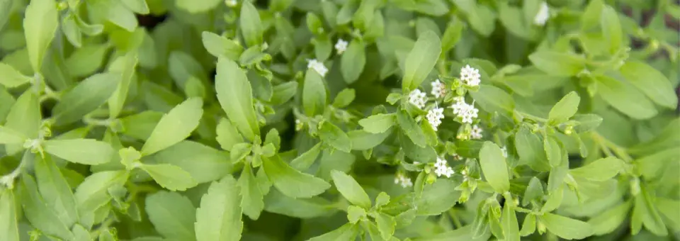 Stevie sladká Náhled