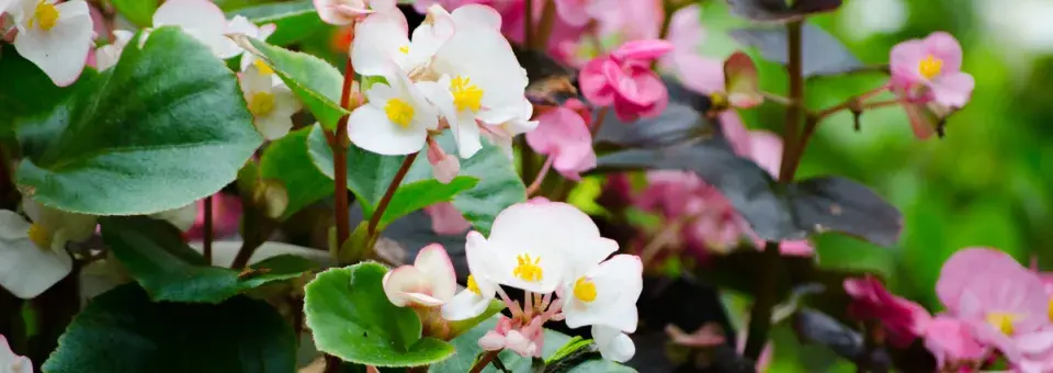 Begonie stálokvětá Náhled