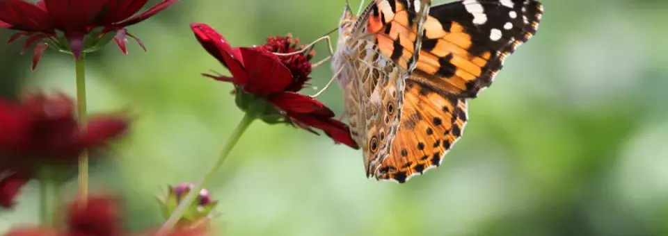 Krásenka čokoládová Náhled