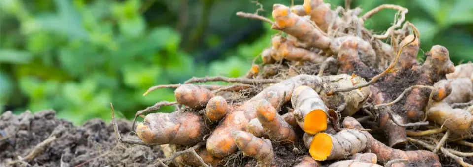 Kurkumovník dlouhý Náhled