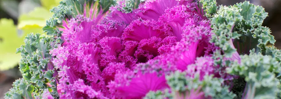 Okrasné zelí Náhled