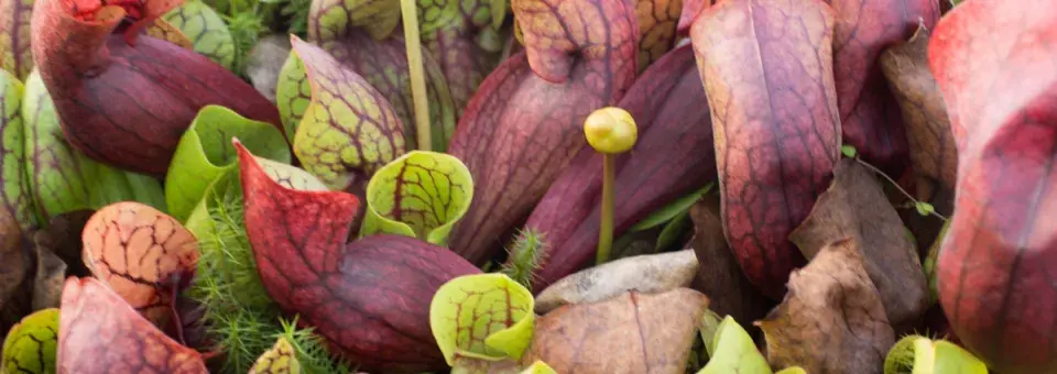 Špirlice nachová Náhled