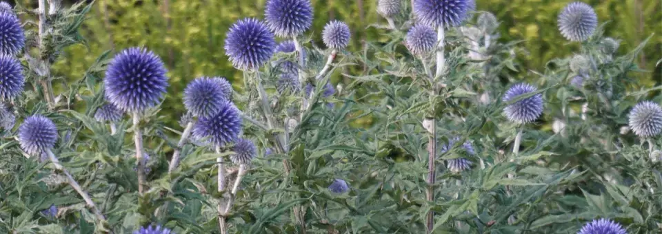 Bělotrn modrý Náhled