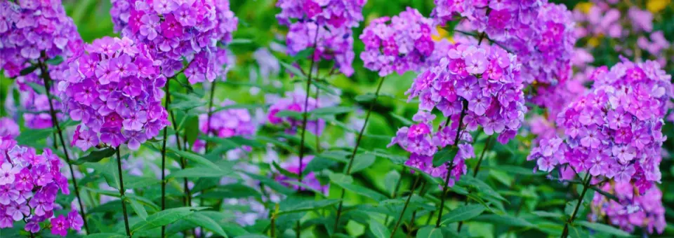 Plamenka latnatá Náhled