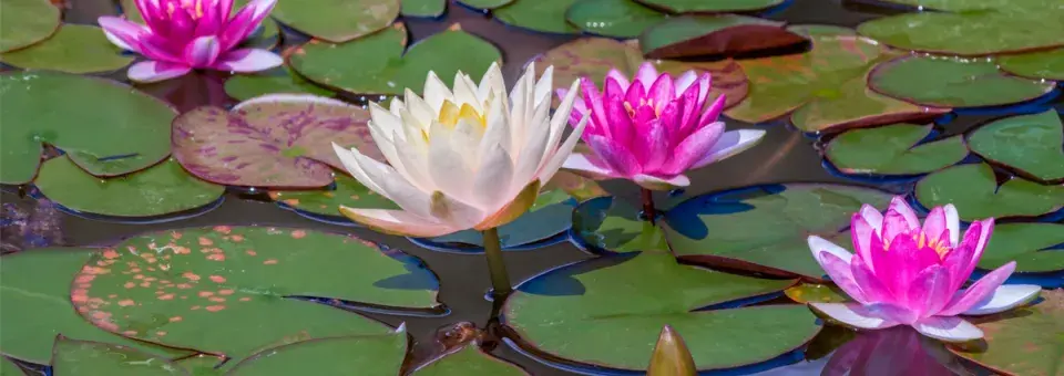 Leknín, hybridy Náhled