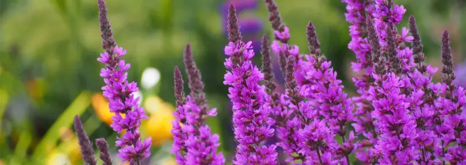 Kyprej vrbice Náhled