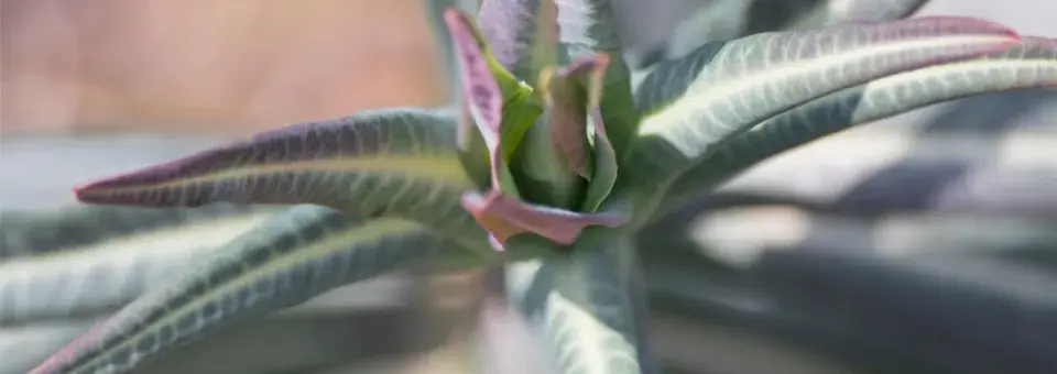 Pryšec skočcový Náhled