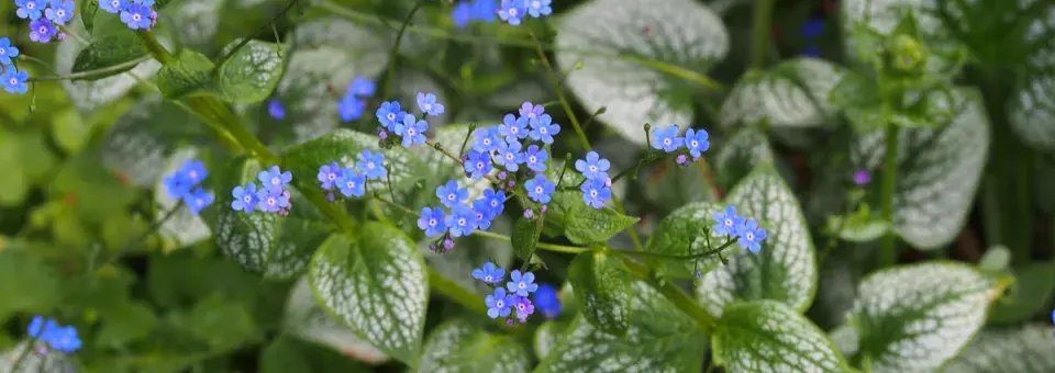 Pomněnkovec velkolistý Náhled