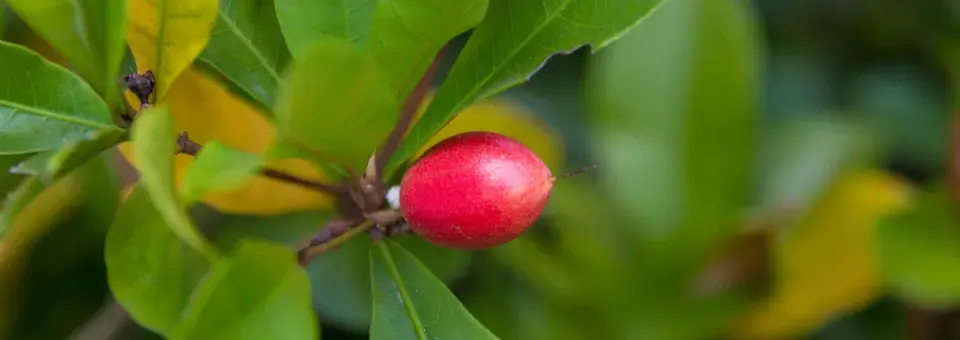 Synsepalum Náhled