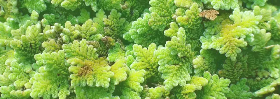 Azolka karolínská Náhled