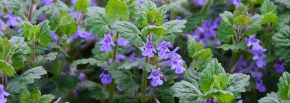 Popenec břečťanovitý Náhled
