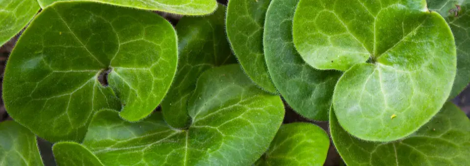 Kopytník evropský Náhled