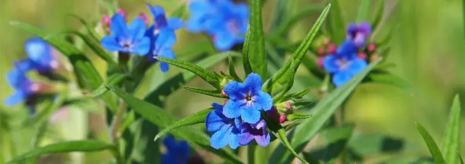 Kamejka modronachová Náhled