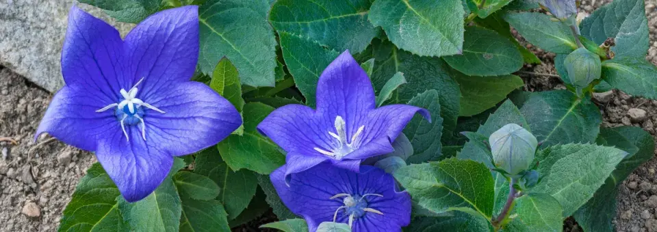 Zvonek karpatský Náhled