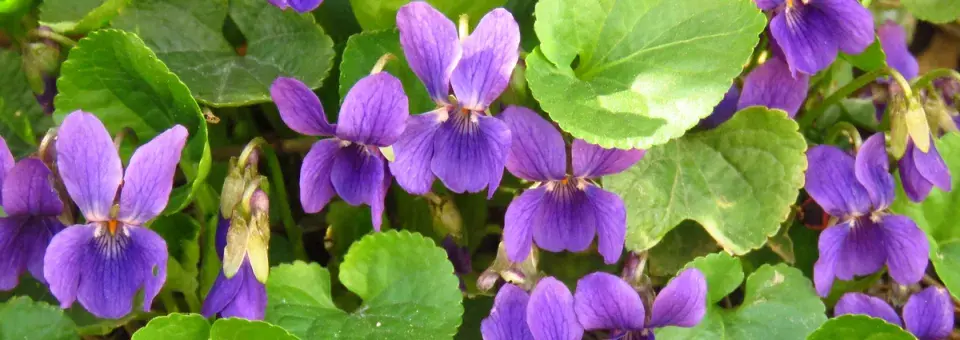 Violka vonná Náhled