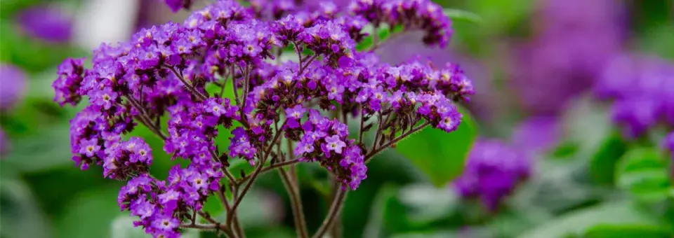 Otočník stromovitý Náhled