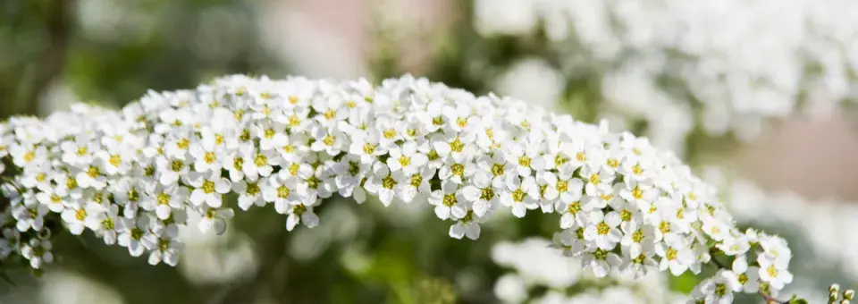 Tavolník význačný Náhled