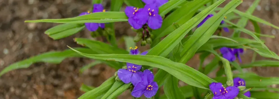 Podeňka Andersonova Náhled