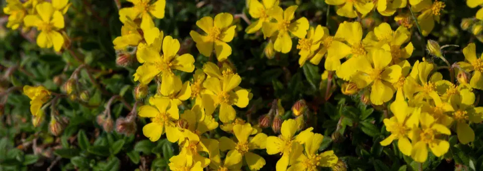 Devaterník penízkový Náhled