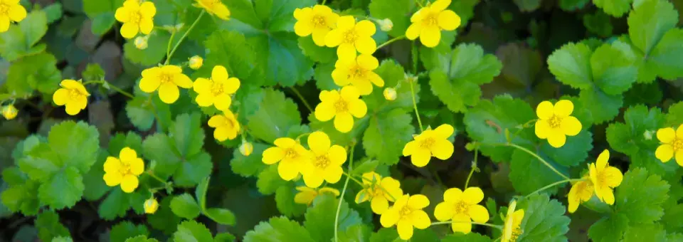 Mochnička kuklíkovitá Náhled