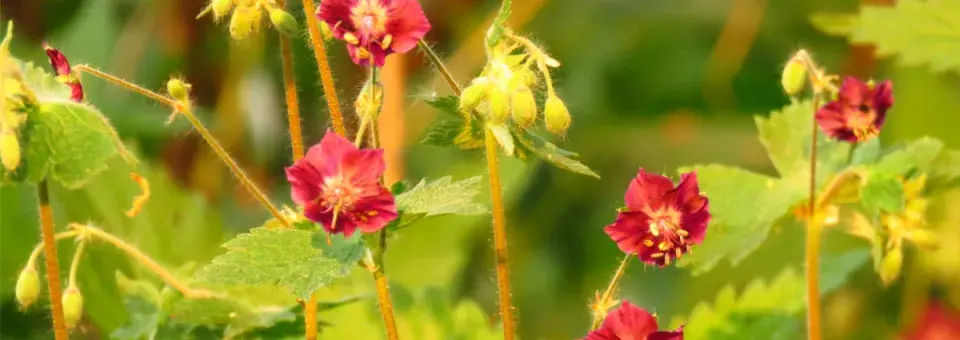 Kakost hnědočervený Náhled